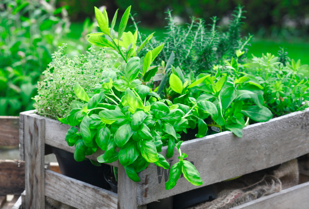 7 Reasons to Grow a Patio Herb Garden
