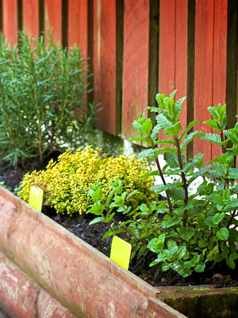 7 Reasons to Grow a Patio Herb Garden My Homemade Roots