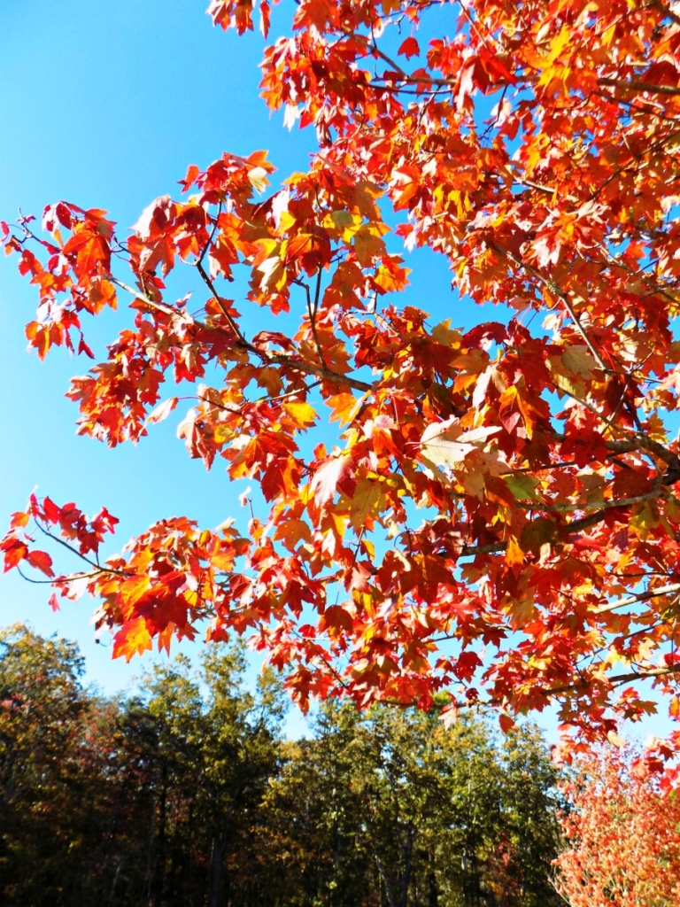 Fall in Western North Carolina