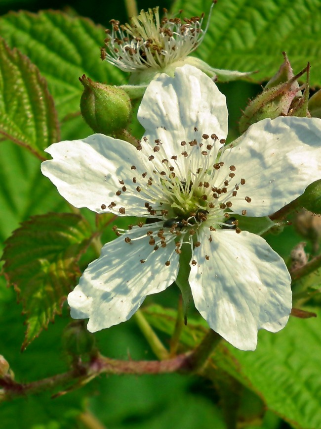 Southern Appalachian Blackberry Winter and Other Little Winters