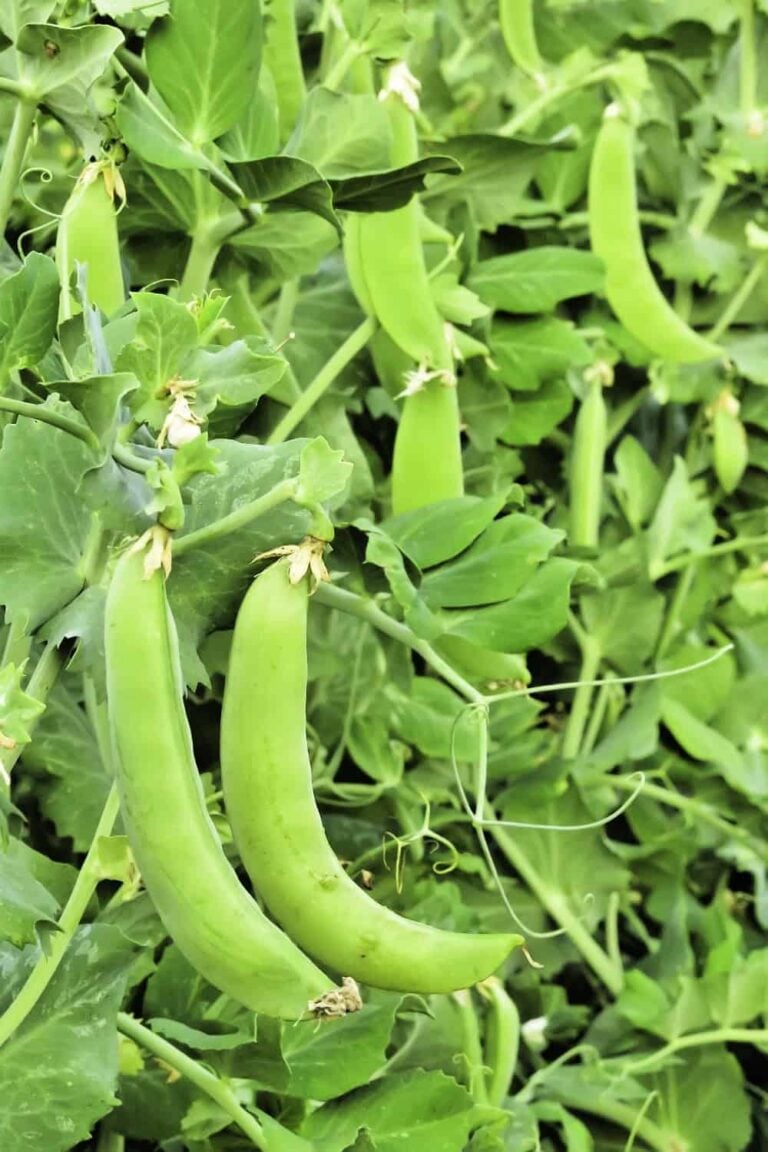 5 Vegetables My Grandma Always Planted in the Spring (And I Still Do Today)